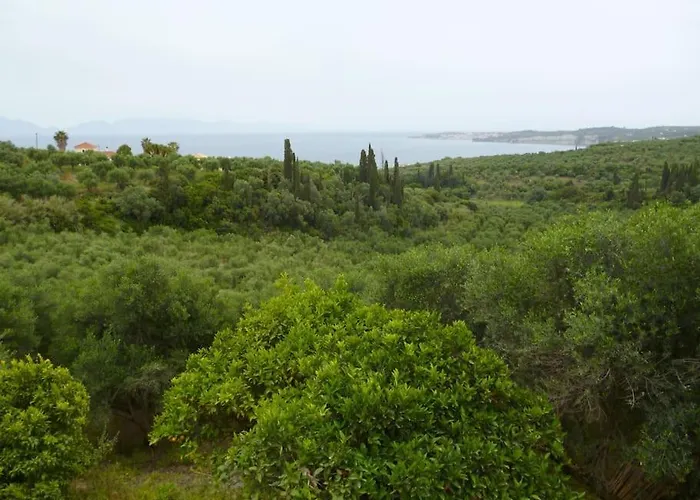 ανεμώνη - Anemoni * Koróni